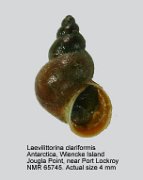 Laevilitorina claviformis